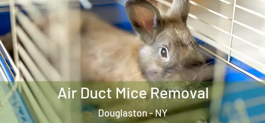 Air Duct Mice Removal Douglaston - NY