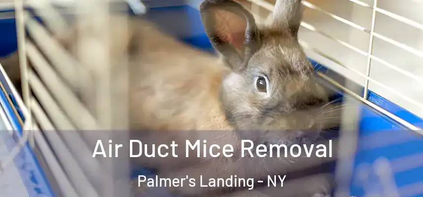  Air Duct Mice Removal Palmer's Landing - NY