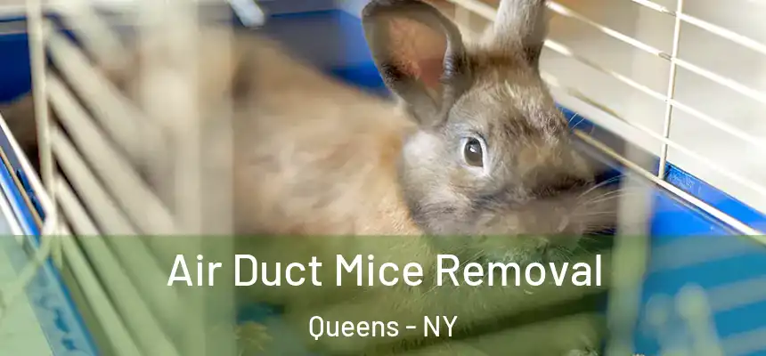 Air Duct Mice Removal Queens - NY