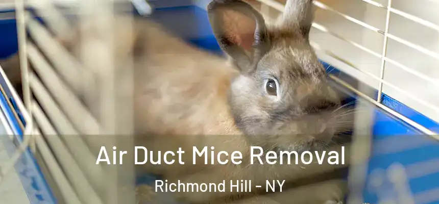  Air Duct Mice Removal Richmond Hill - NY