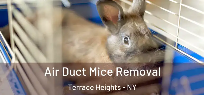  Air Duct Mice Removal Terrace Heights - NY
