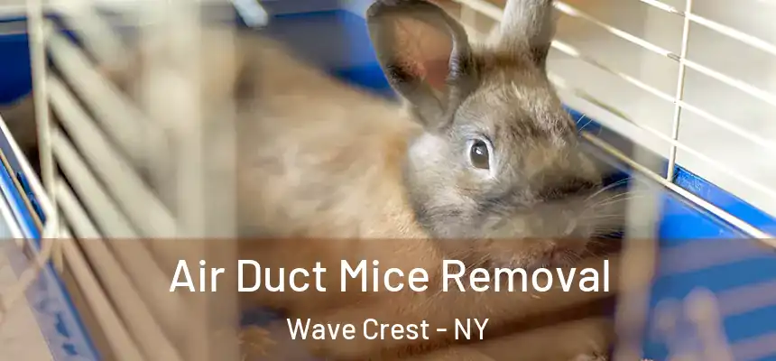  Air Duct Mice Removal Wave Crest - NY