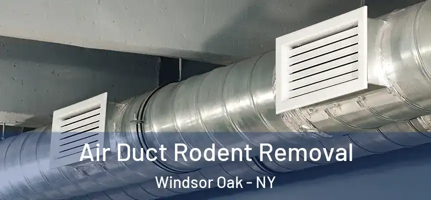 Air Duct Rodent Removal Windsor Oak - NY