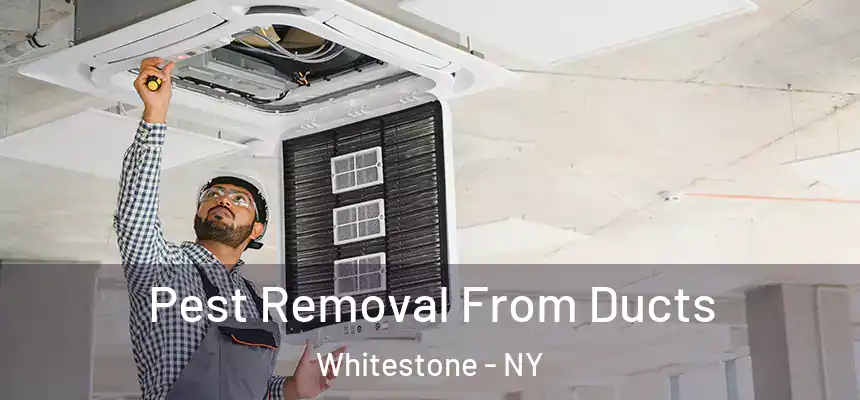  Pest Removal From Ducts Whitestone - NY